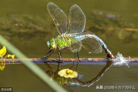 很多蜻蜓代表什麼|蜻蜓的象征意义